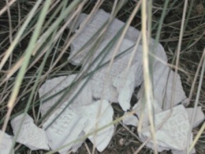 clay tablet shards, hidden beneath bush.