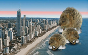 quokka flash fiction